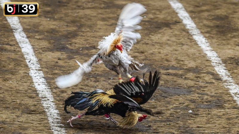 Những điểm nổi bật làm nên thành công của trường gà Thomo.