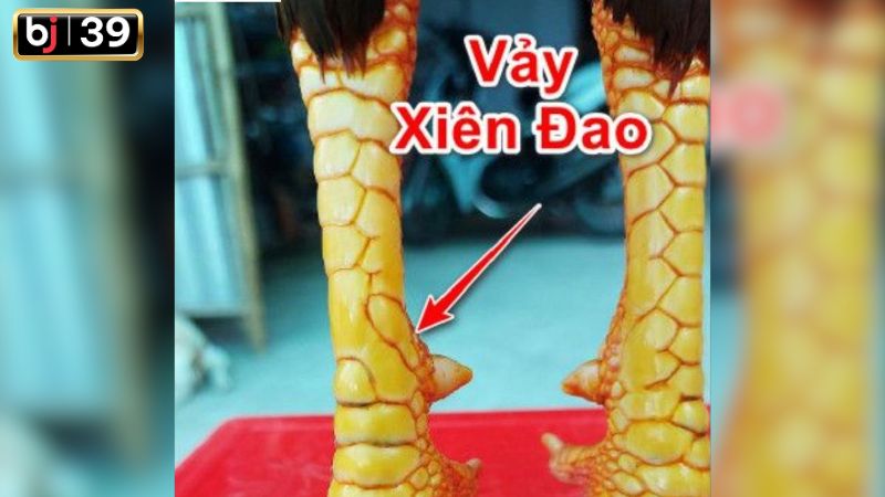 Cách nhận biết vảy xiên đao đơn giản nhất cho tân thủ