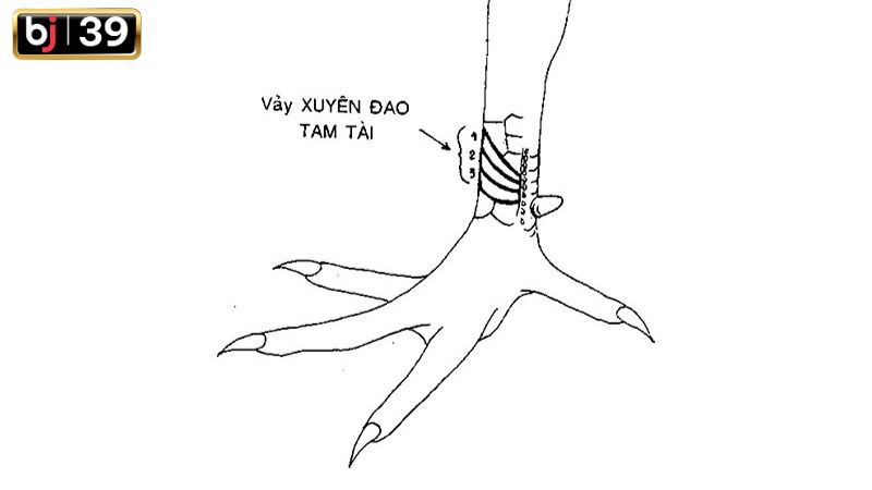 Tam tài xuyên đao là dạng vảy cực hiếm chỉ có ở chiến kê bất bại